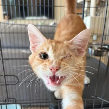 A young small-sized male Orange / Red Domestic Short Hair cat named Gerrit for adoption in Hemet, CA