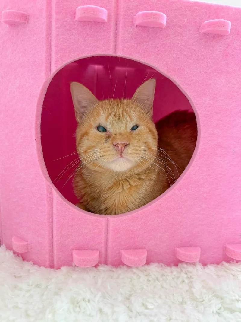 A young medium-sized male Tabby cat named Sunny for adoption in New Orleans, LA