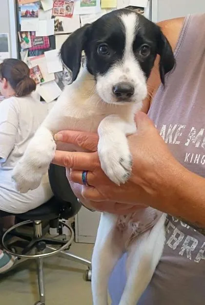 A baby medium-sized male Cattle Dog dog named Earl for adoption in Beatrice, NE