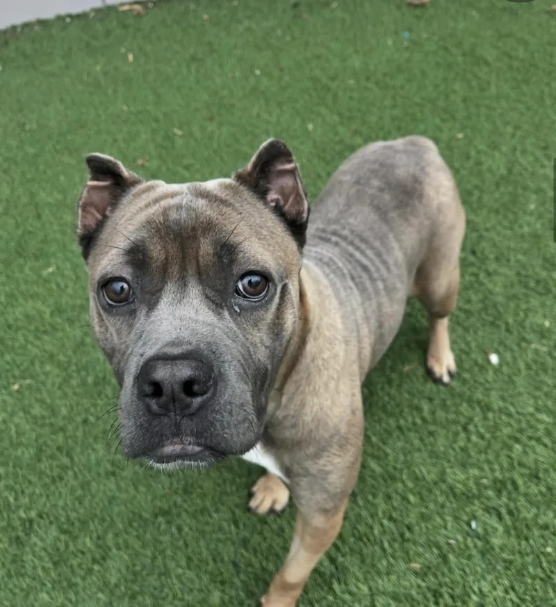 An adult medium-sized female Mixed Breed dog named Olga for adoption in Cornelius, NC