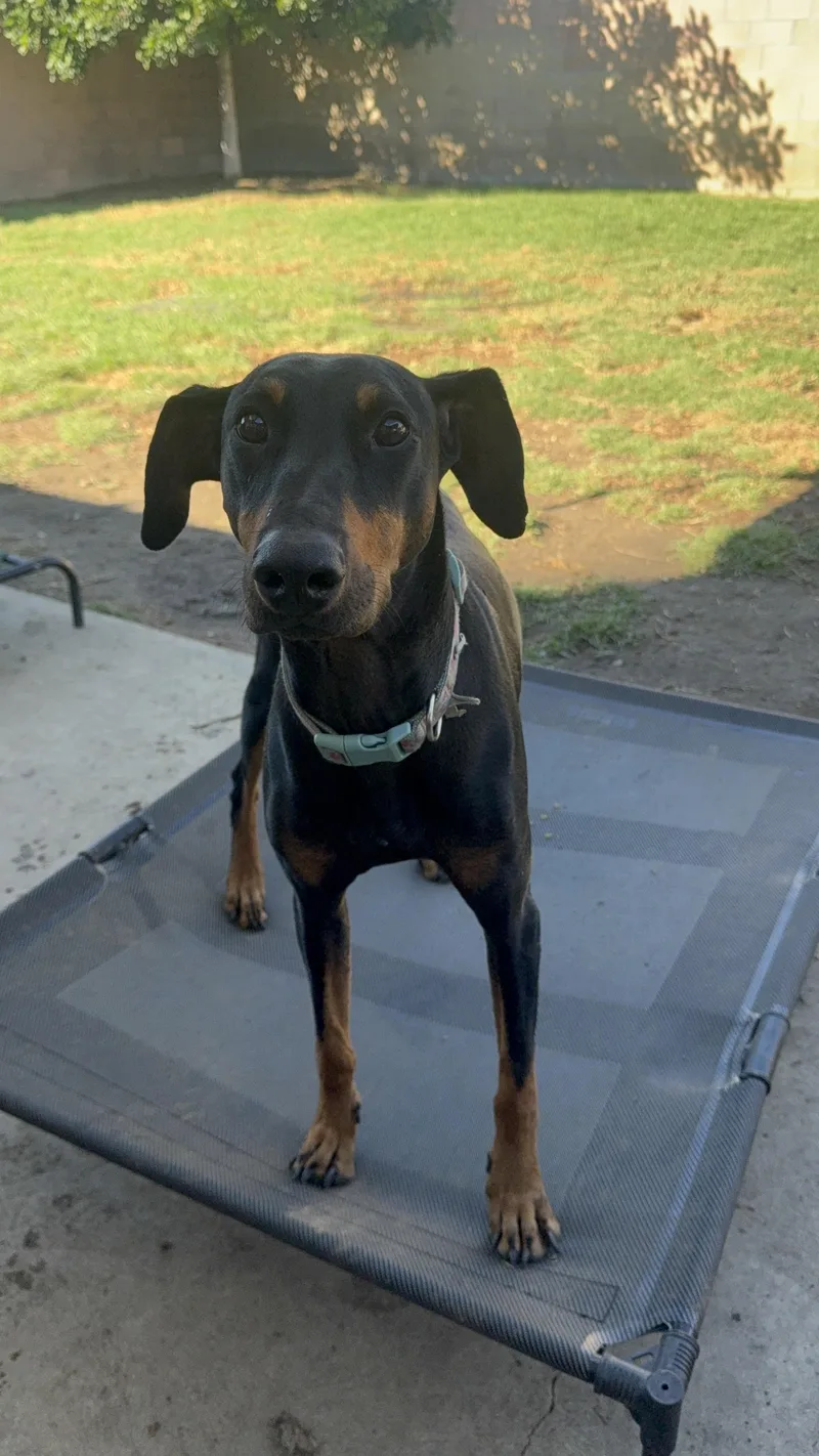 An adult medium-sized female Black Doberman Pinscher dog named Alli for adoption in Los Angeles, CA