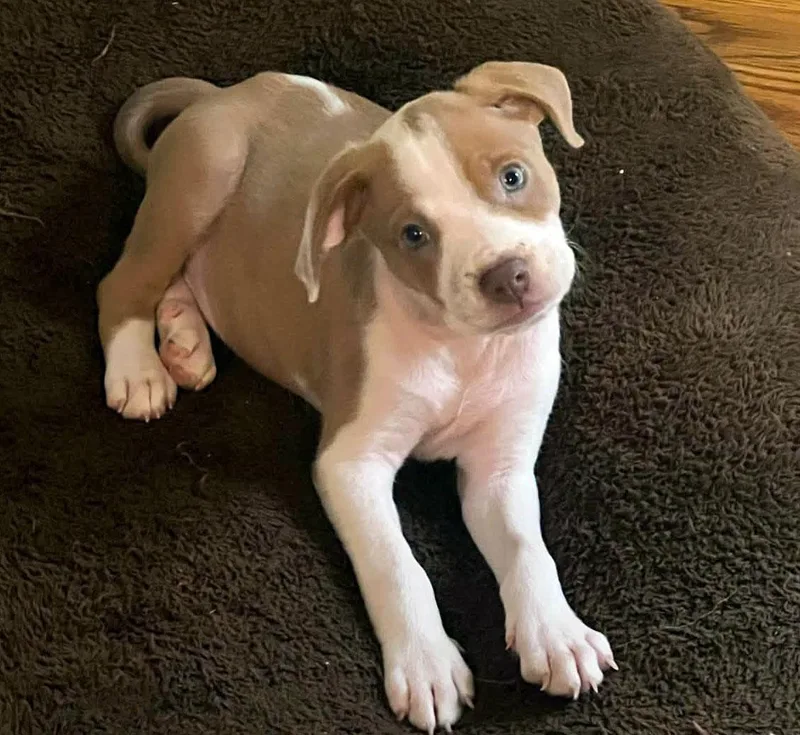 A baby medium-sized male Boxer dog named Luke for adoption in Kansas City, KS