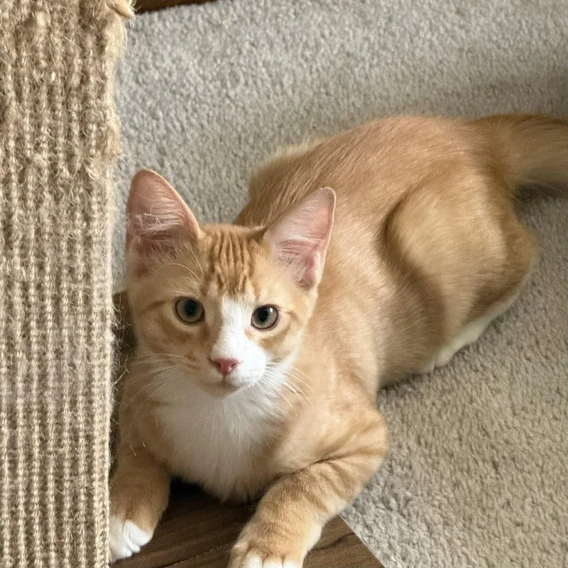 A young medium-sized male Domestic Short Hair cat named Robbie for adoption in Phoenix, AZ