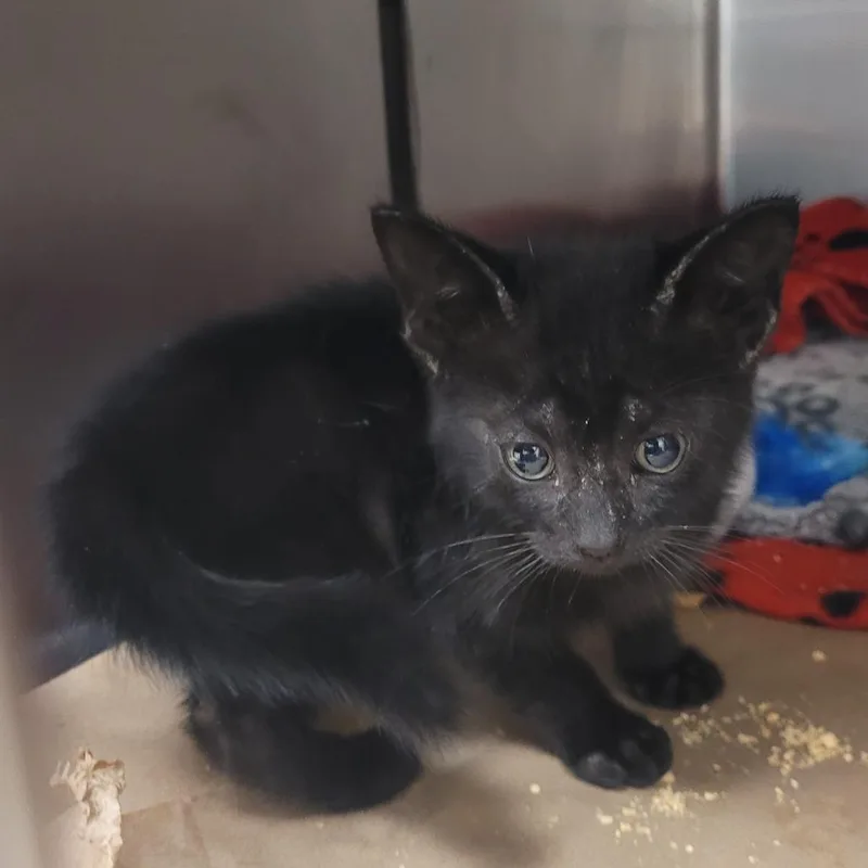 A baby small-sized male Black Domestic Short Hair cat named Pickle for adoption in Lake Panasoffkee, FL