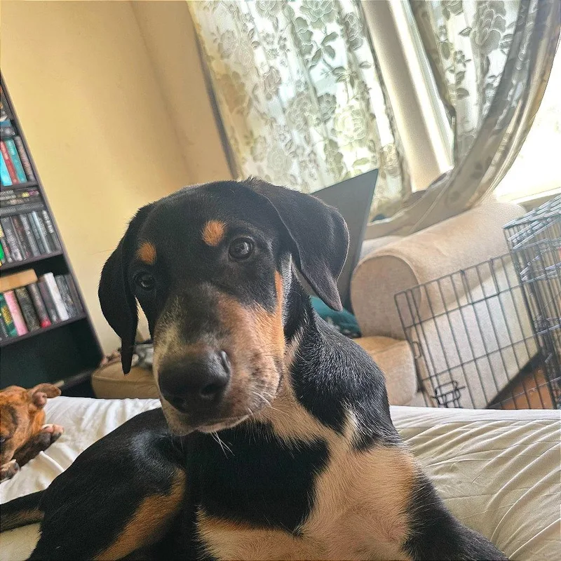 A baby small-sized male Black Shepherd dog named Echo for adoption in Bastrop, TX