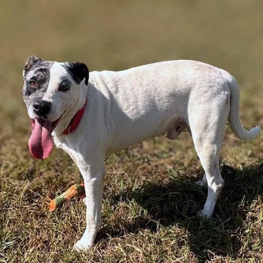 An adult medium-sized male Catahoula Leopard Dog dog named Phantom for adoption in Lebanon, TN