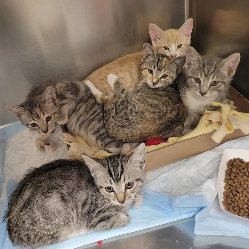 A baby small-sized female Brown / Chocolate Domestic Short Hair cat named Boomerang for adoption in Westminster, CA