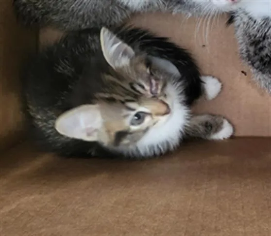 A baby medium-sized female Domestic Long Hair cat named Pecan for adoption in Dallas, TX