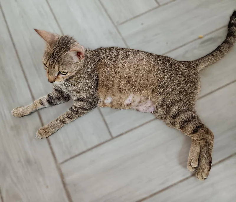 An adult medium-sized female Tabby cat named Mama Dawn for adoption in Fort Myers, FL