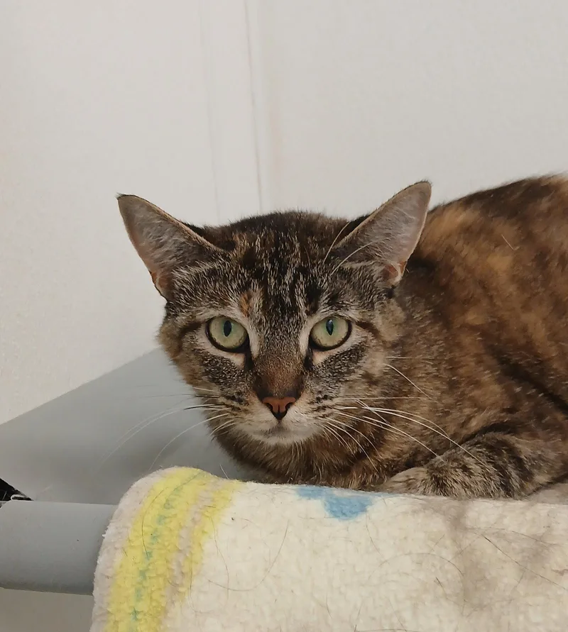 An adult medium-sized female Tabby cat named Ocean for adoption in Bay City, MI