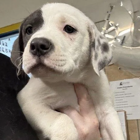 A baby small-sized female White / Cream Mixed Breed dog named Snack Pack for adoption in Buffalo, MN