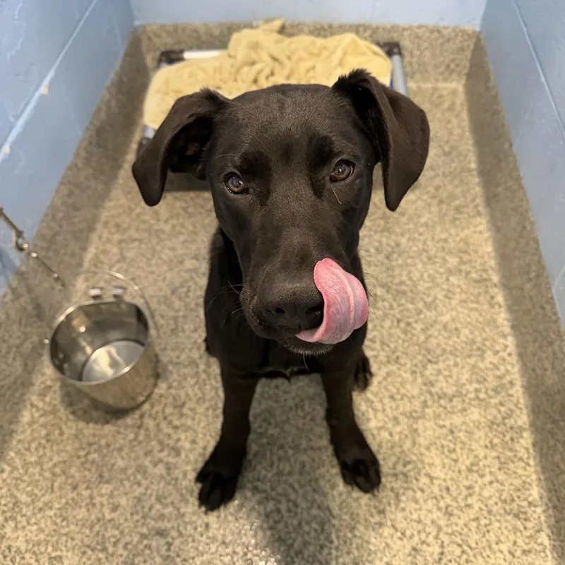 A young large-sized male Black Great Dane dog named Jett Black for adoption in Falls Church, VA