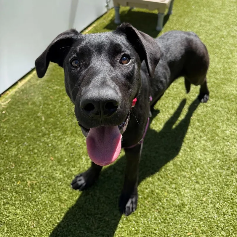 Jett Black thumbnail 3