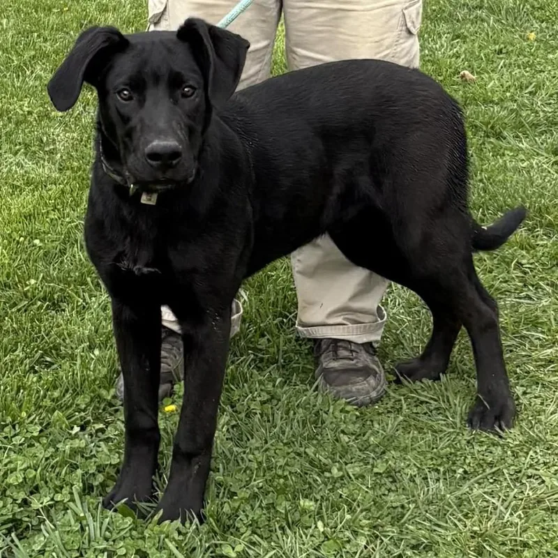 Jett Black thumbnail 4