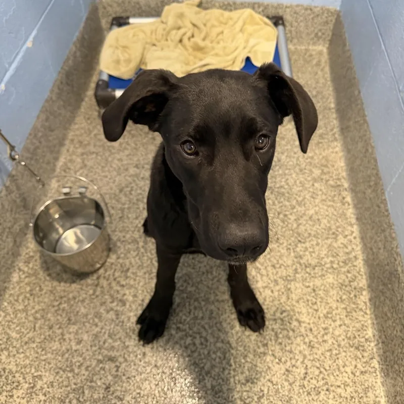 Jett Black thumbnail 6