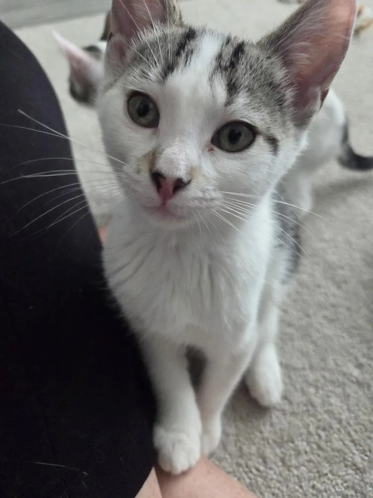 A baby small-sized female Domestic Short Hair cat named Pawley Hepburn for adoption in Orlando, FL