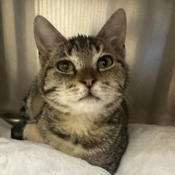 Tinkerbell