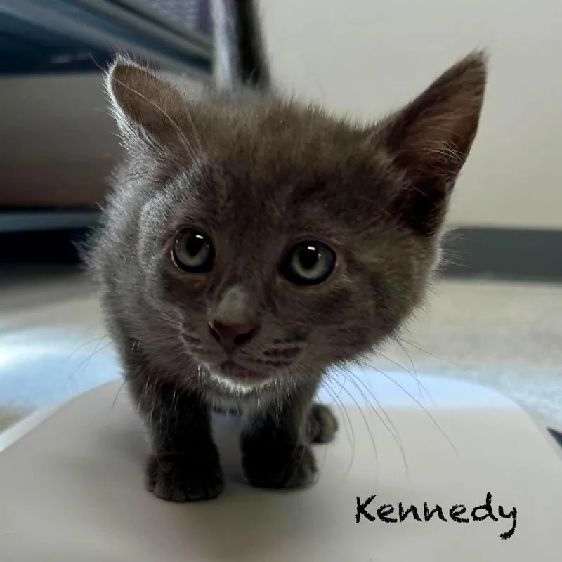 A baby small-sized female Gray / Blue / Silver Domestic Short Hair cat named Kennedy for adoption in Hannibal, MO