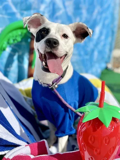 A young medium-sized female Mixed Breed dog named Pepper for adoption in Charlotte, NC