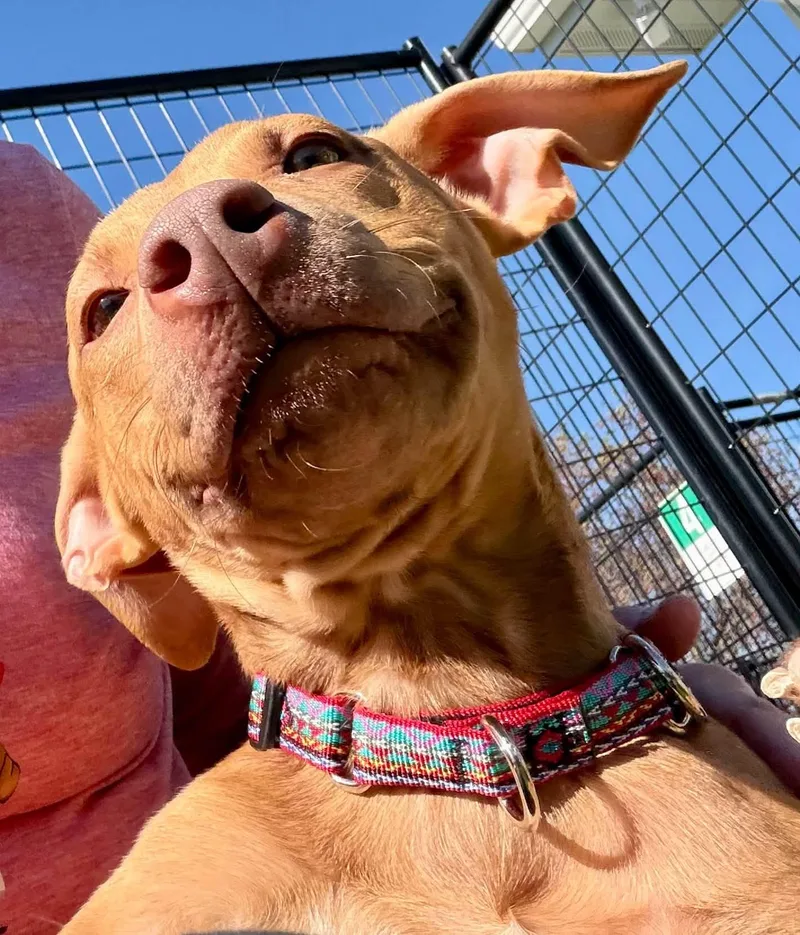 A young medium-sized male Mixed Breed dog named Deon for adoption in Appleton, WI