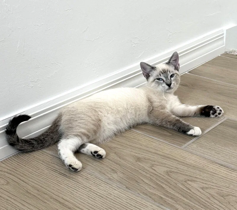 A baby medium-sized male Buff / Tan / Fawn Siamese cat named William for adoption in Fort Myers, FL