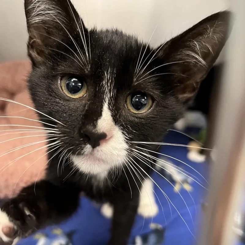 A baby small-sized male Domestic Short Hair cat named Denny for adoption in West Palm Beach, FL