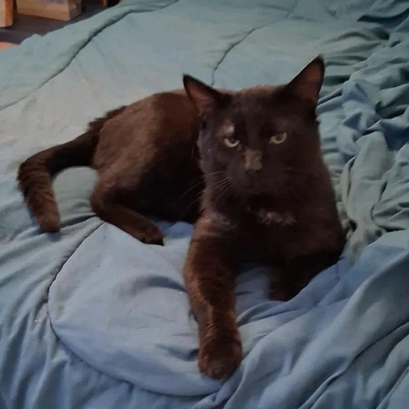 An adult small-sized male Black Domestic Short Hair cat named Waggles for adoption in Corydon, IN