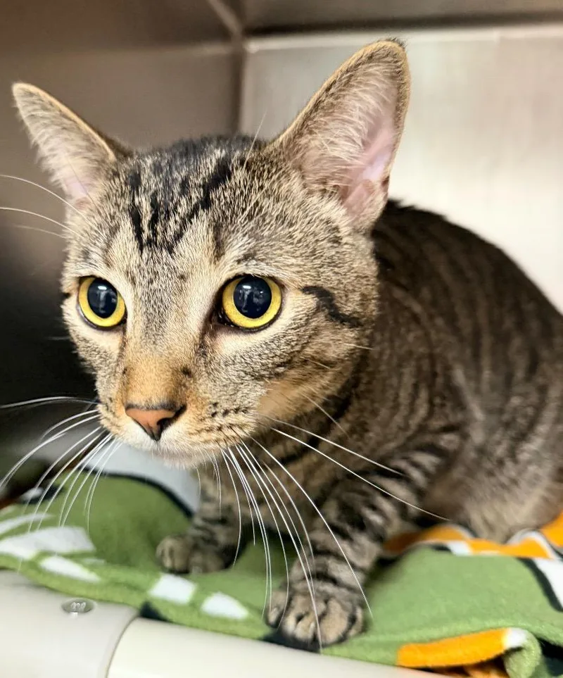 A young medium-sized male Domestic Short Hair cat named Spotted Lanternfly for adoption in Cincinnati, OH