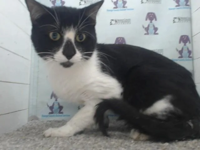 A young small-sized male Domestic Short Hair cat named Valentino for adoption in Orlando, FL