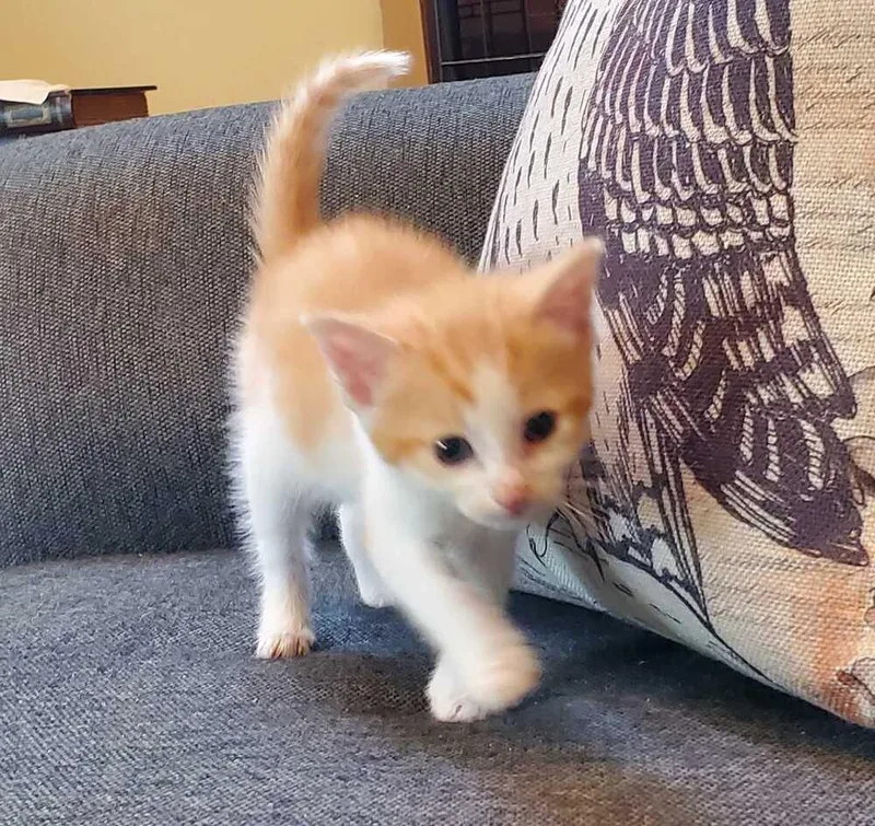 A baby medium-sized male Orange & White Domestic Short Hair cat named Butterfinger for adoption in North Brunswick, NJ