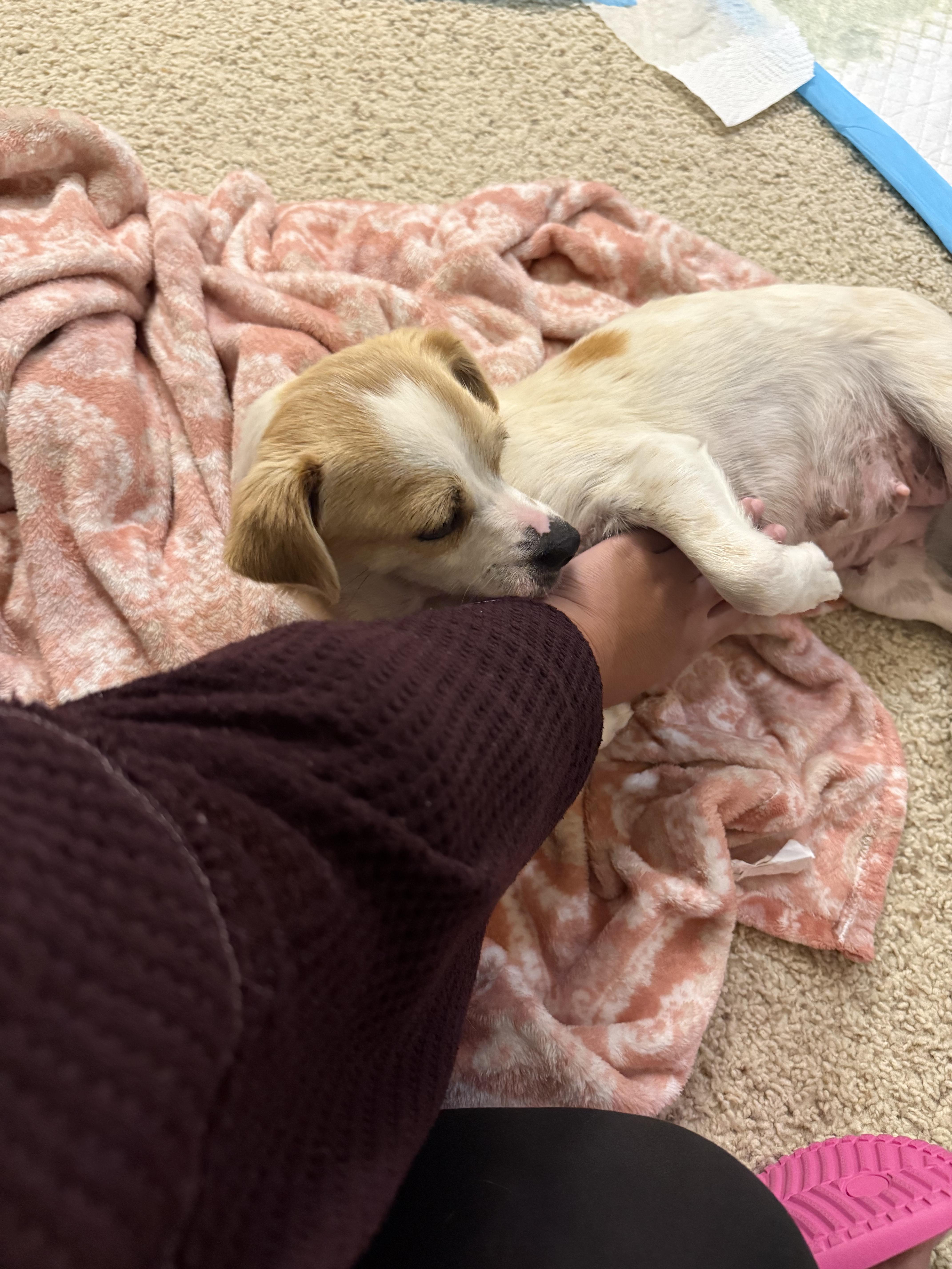 Audrey Hepburn thumbnail 4