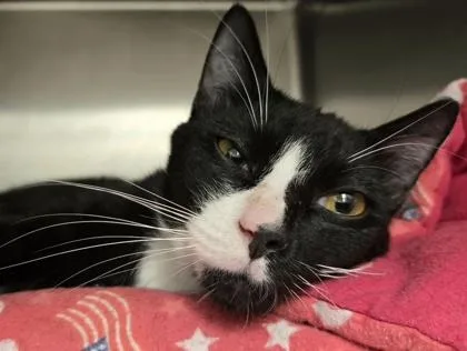 A young medium-sized male Domestic Short Hair cat named Birch for adoption in Seattle, WA