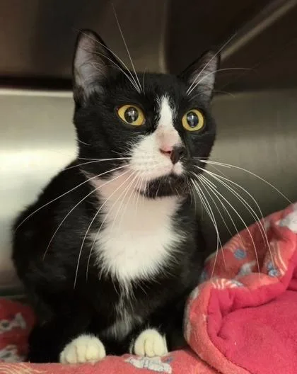 Birch thumbnail 3