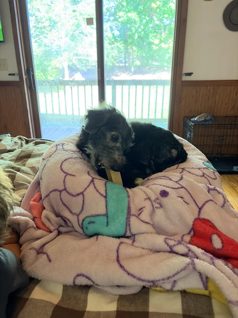 An adult small-sized male Dachshund dog named Sammie for adoption in Holly Springs, NC