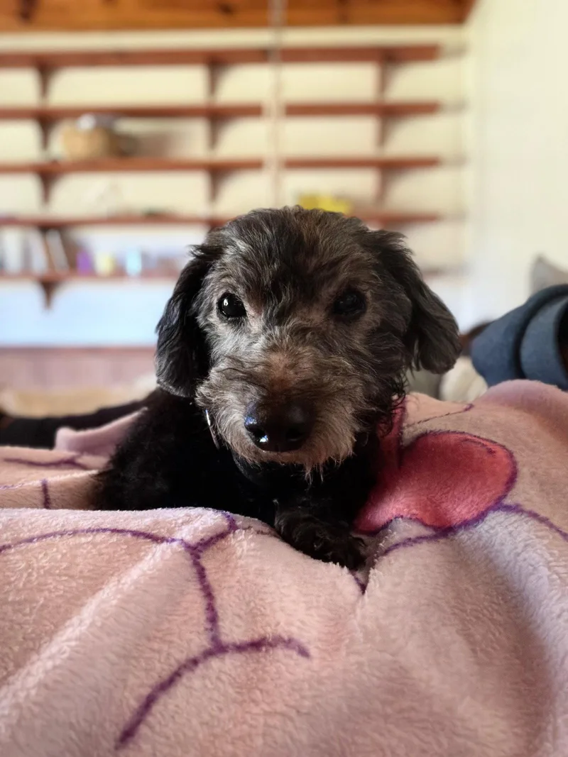 Sammie thumbnail 3