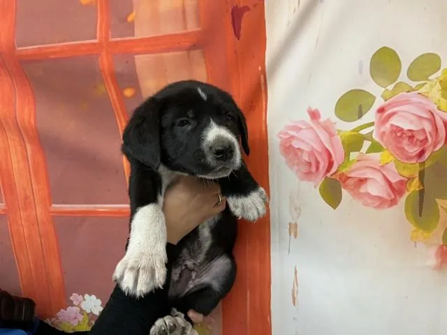 Winston