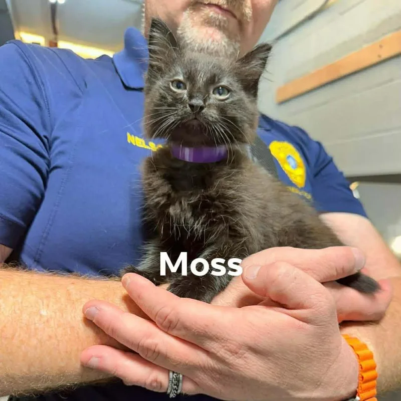 Moss