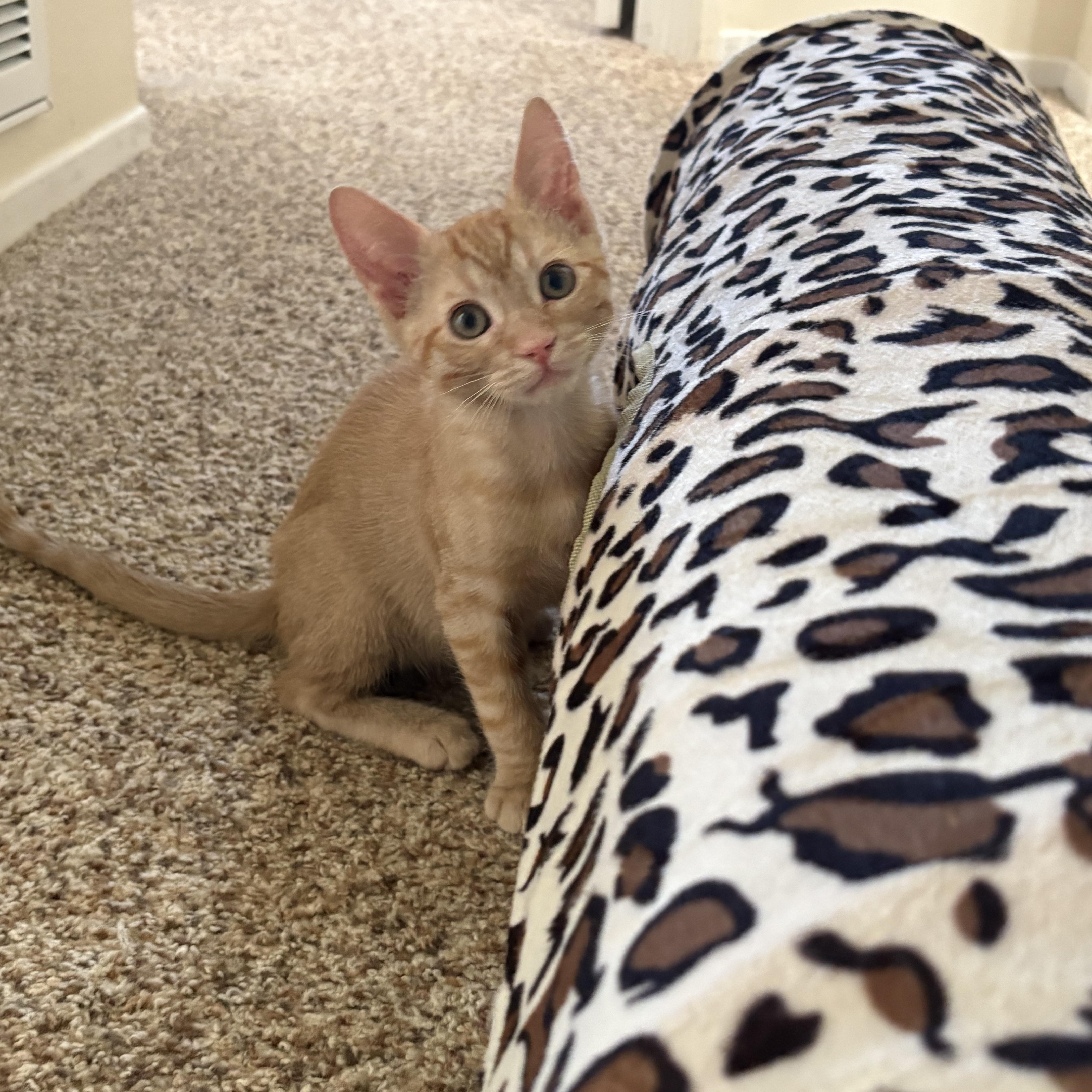 A baby small-sized male Tabby (Orange / Red) Domestic Short Hair cat named Cheddar for adoption in Los Angeles, CA