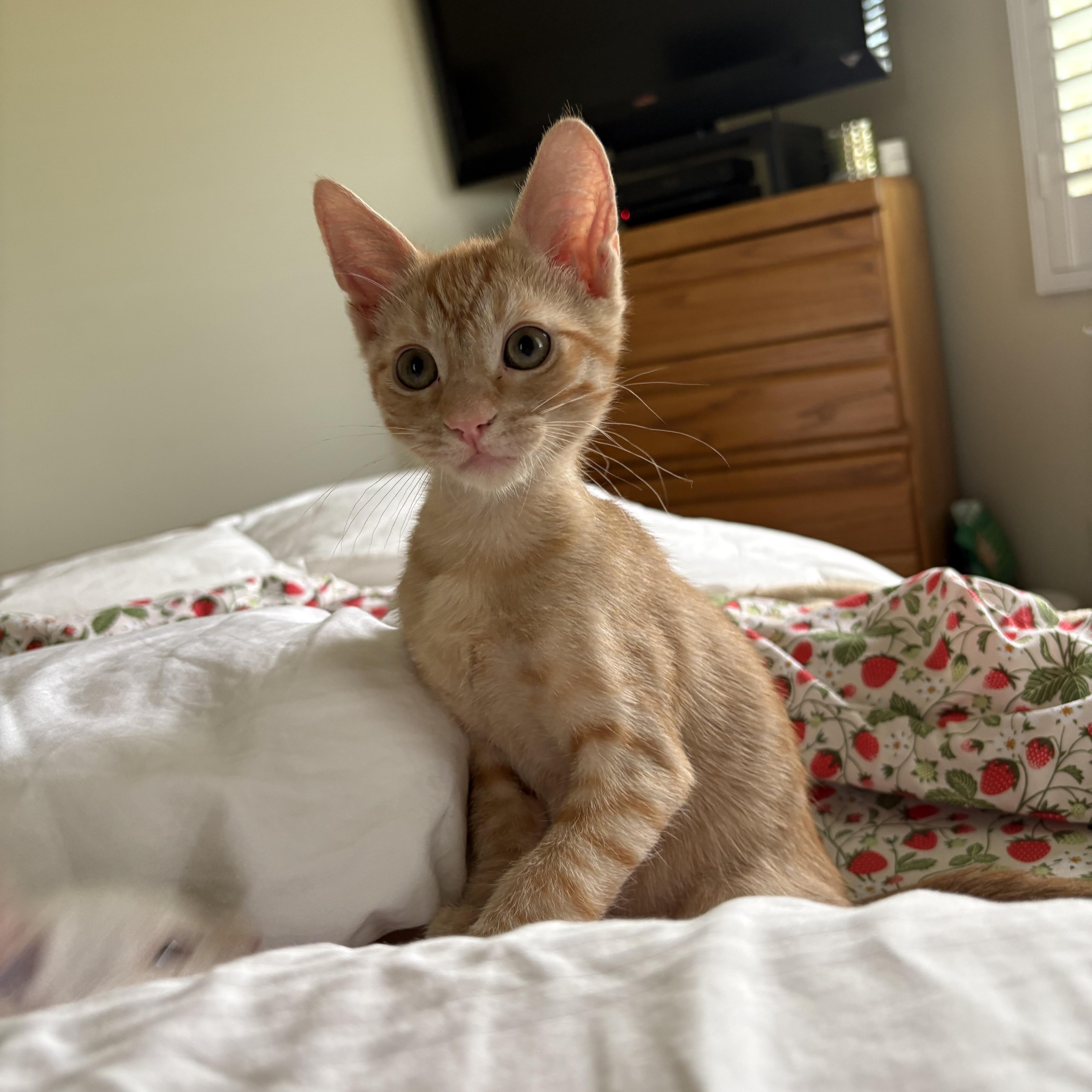 Cheddar thumbnail 2