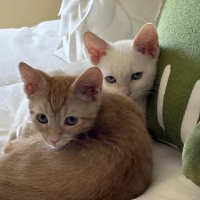 Cheddar thumbnail 3