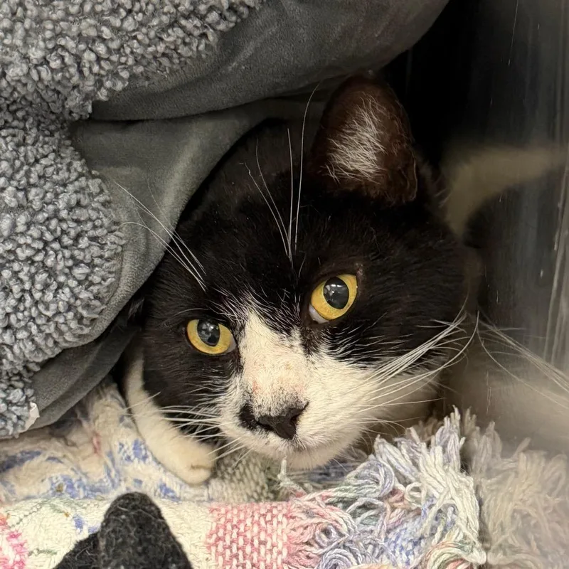 An adult large-sized male Black Domestic Short Hair cat named Mustacheo for adoption in Blairsville, GA