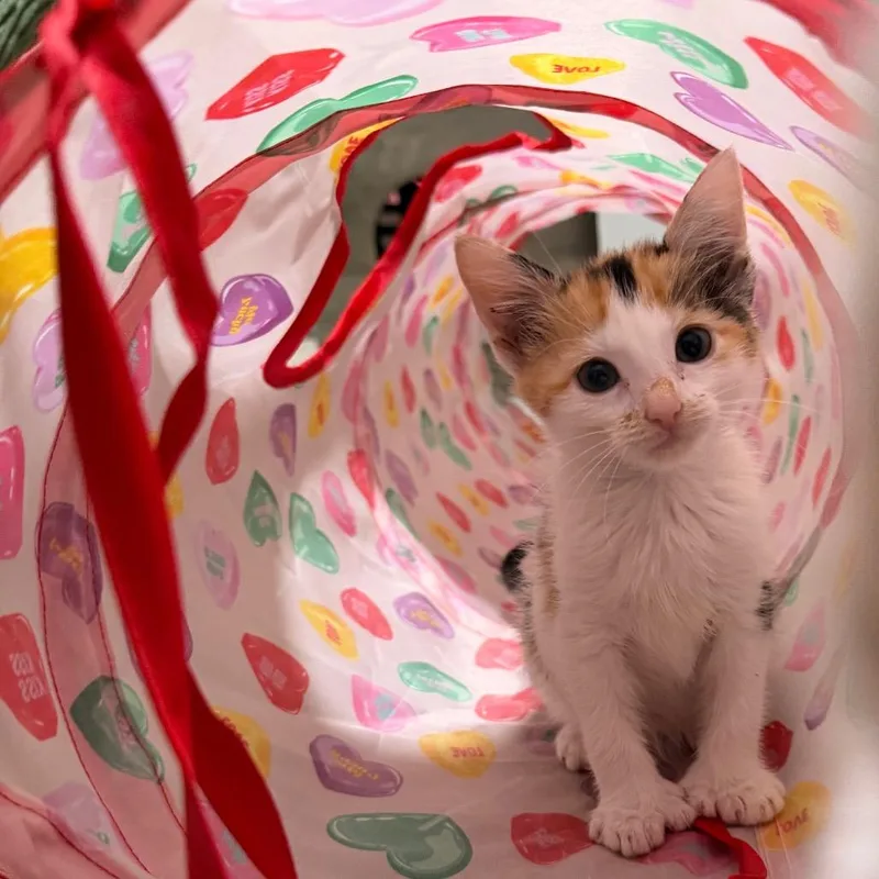 A baby small-sized female Domestic Short Hair cat named Paperclip for adoption in La Grange, KY