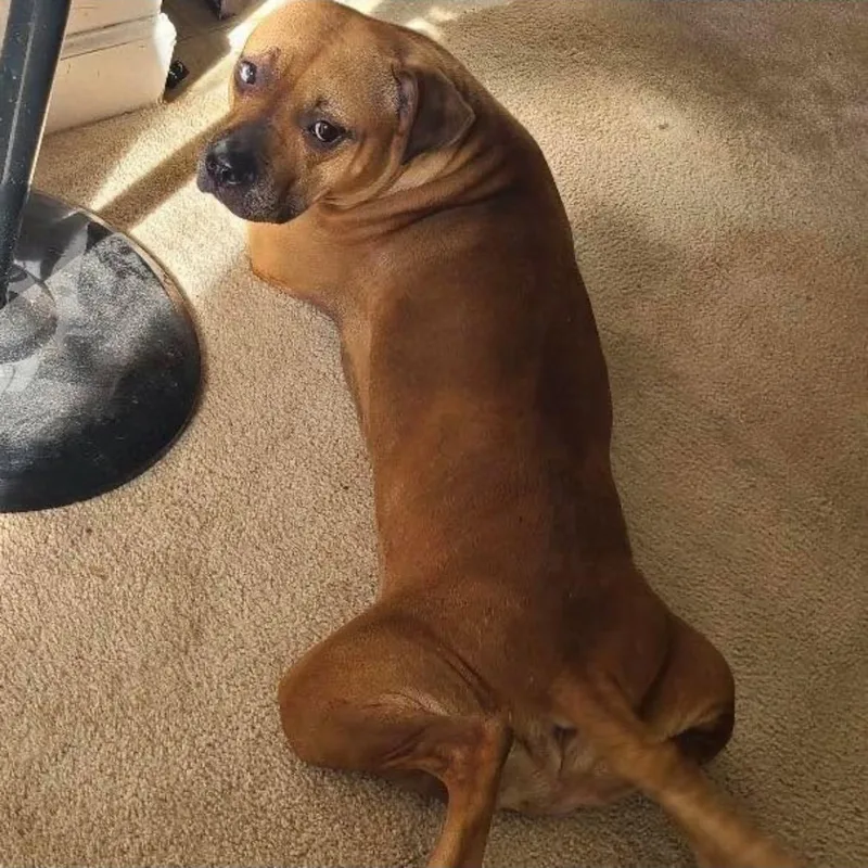 An adult large-sized female Golden Pit Bull Terrier dog named Sandy Rose for adoption in Kannapolis, NC