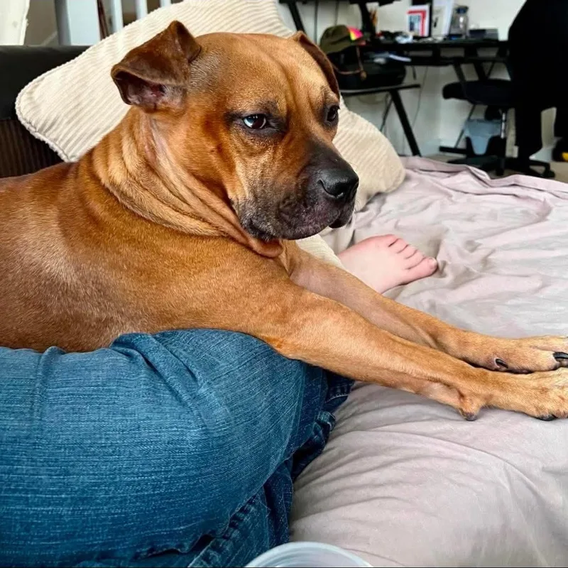 Sandy Rose thumbnail 2
