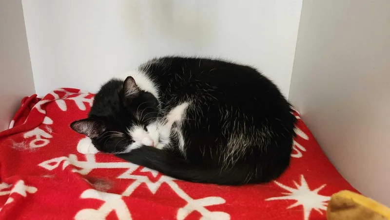 An adult small-sized female Black Domestic Short Hair cat named Clawdia for adoption in Raleigh, NC