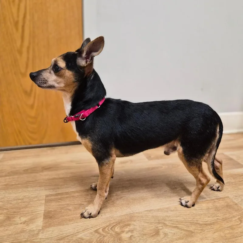 An adult small-sized male Chihuahua dog named Carson for adoption in Woodstock, IL