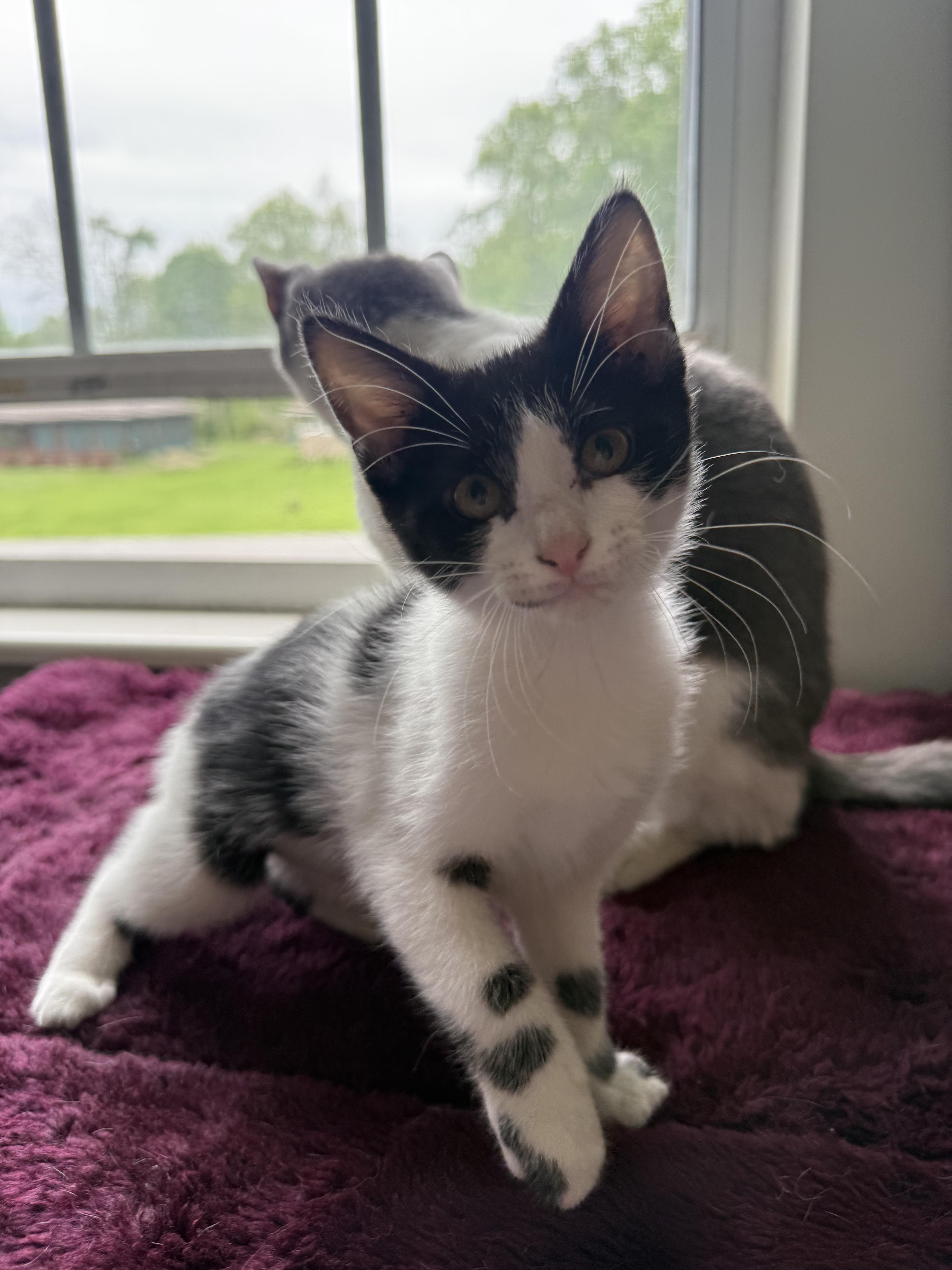 A baby medium-sized female Black & White / Tuxedo Domestic Short Hair cat named Rain for adoption in Medina, OH