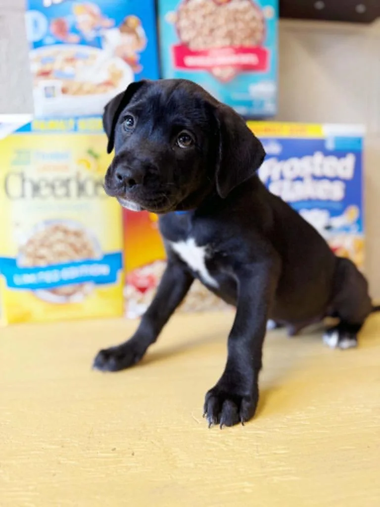 A baby large-sized male Mixed Breed dog named Frosted Flakes for adoption in Effingham, IL