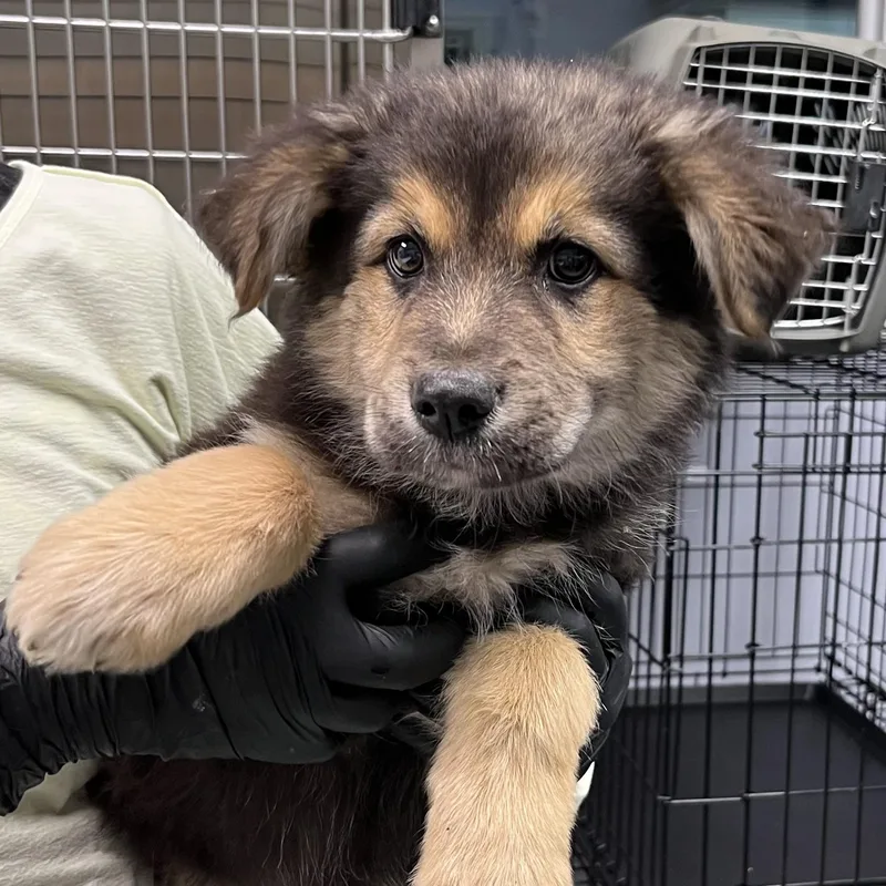 A baby large-sized male Black Shepherd dog named Victor for adoption in Maynardville, TN