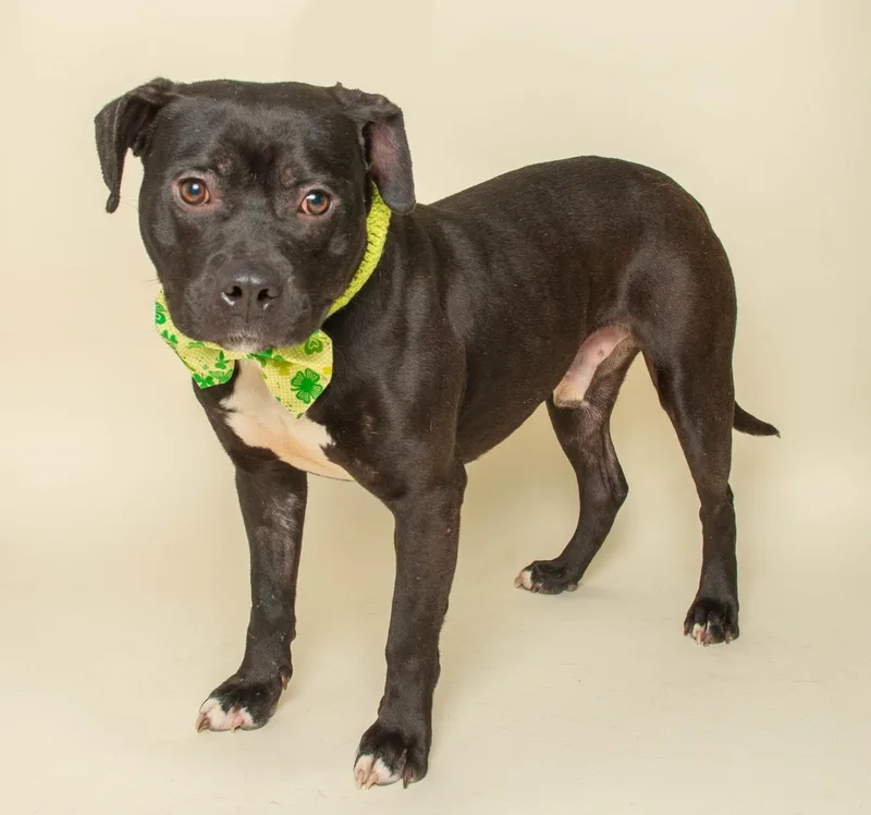 An adult medium-sized male Pit Bull Terrier dog named Tiny Tim for adoption in Wyandotte, MI